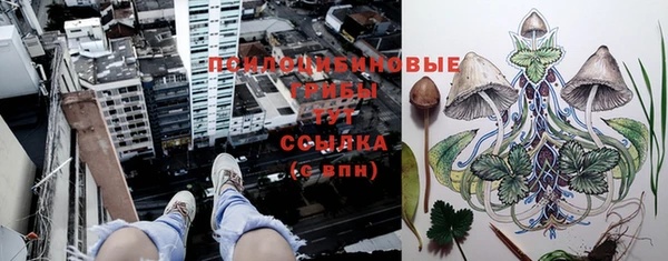 сатива Балахна
